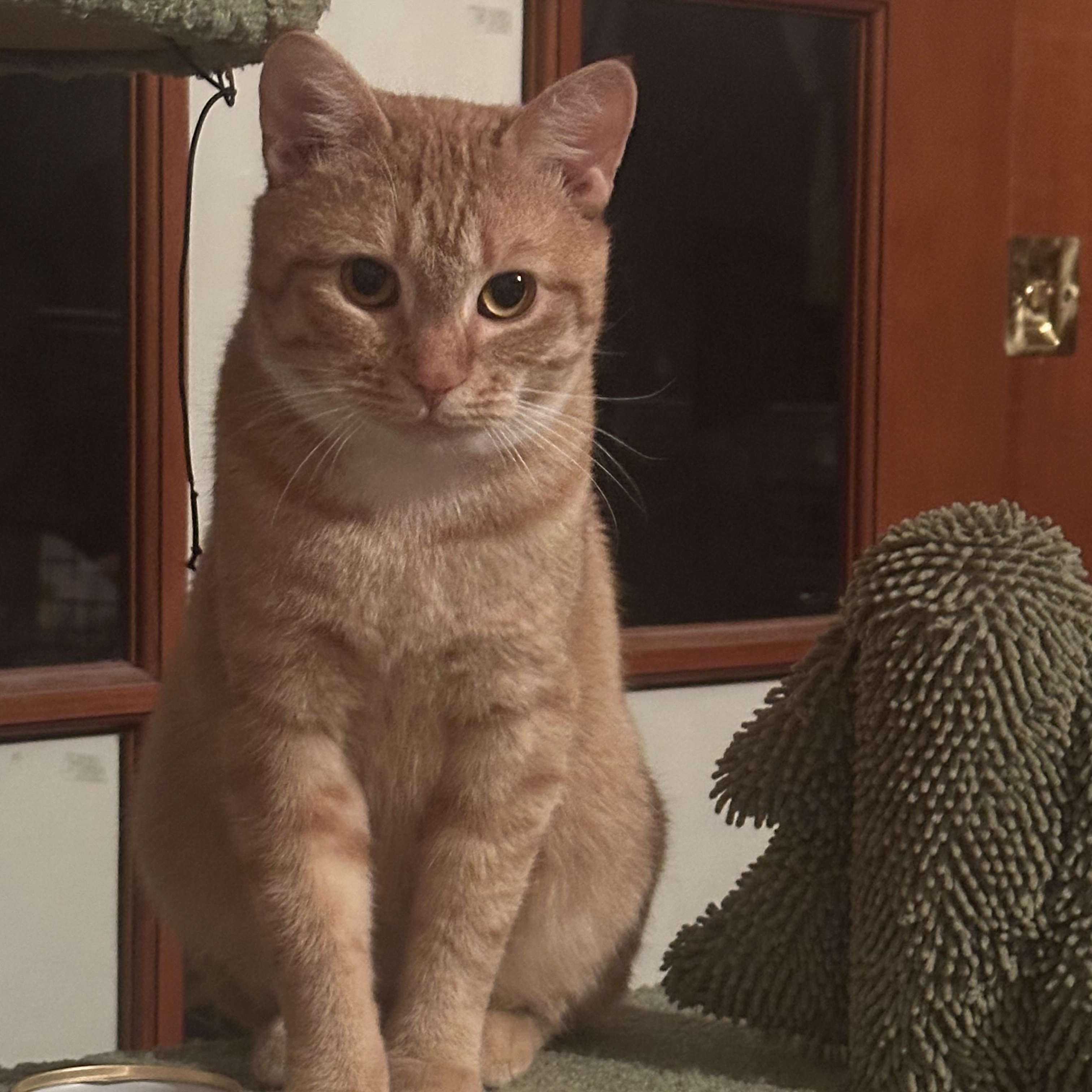 Enlarge Locke (FeLV+), a Adoptable Domestic Short Hair in New Brighton, MN image 3/6