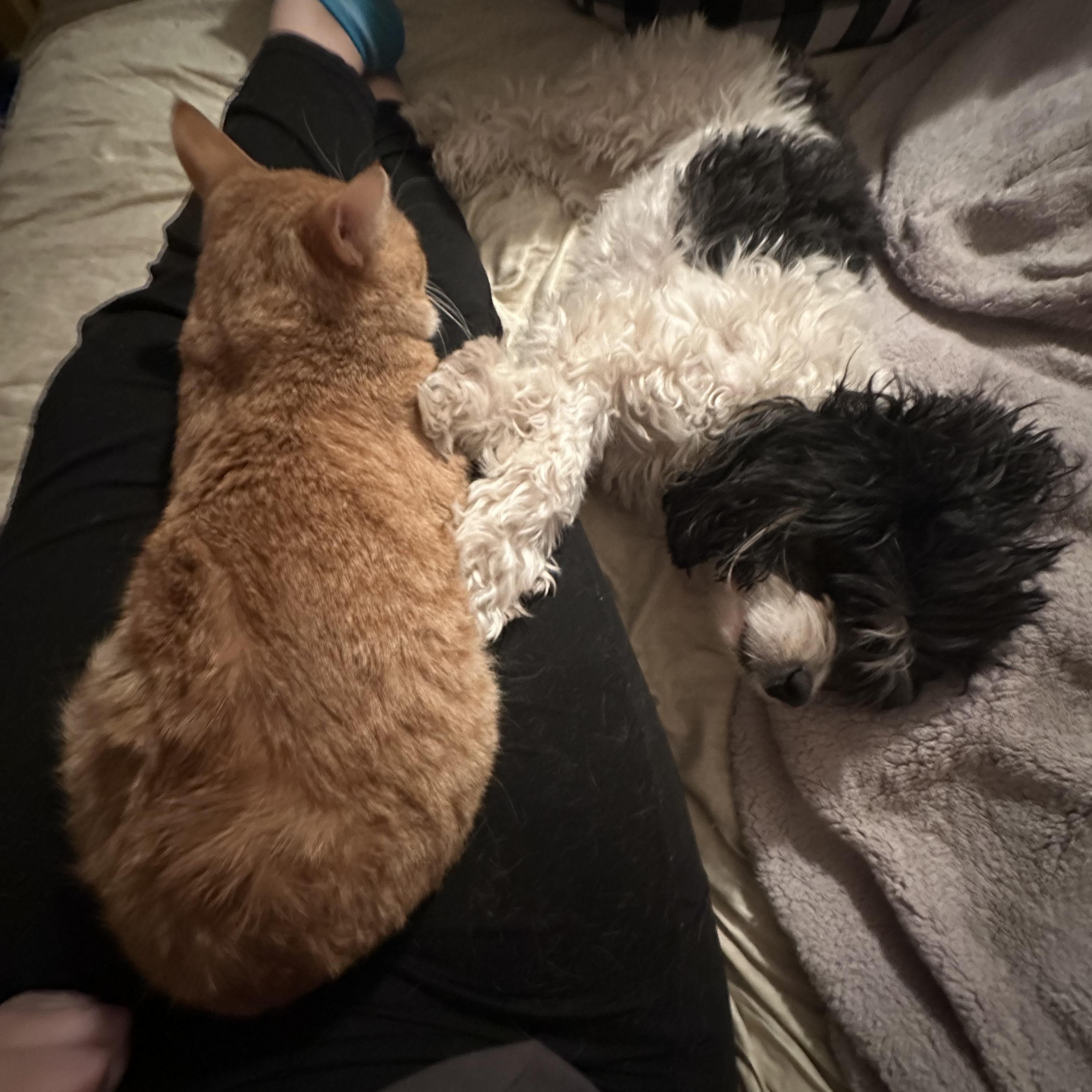 Enlarge Locke (FeLV+), a Adoptable Domestic Short Hair in New Brighton, MN image 4/6