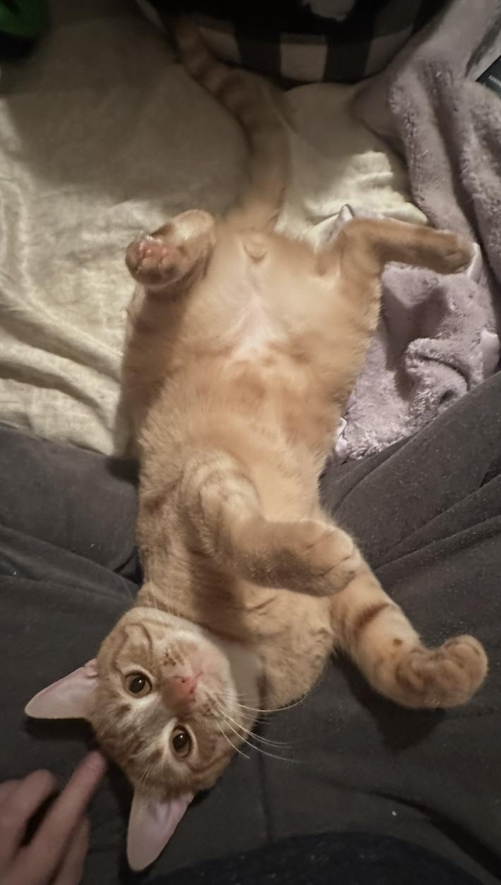 Enlarge Locke (FeLV+), a Adoptable Domestic Short Hair in New Brighton, MN image 5/6