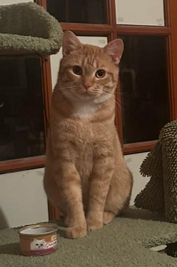 Enlarge Locke (FeLV+), a Adoptable Domestic Short Hair in New Brighton, MN image 1/6