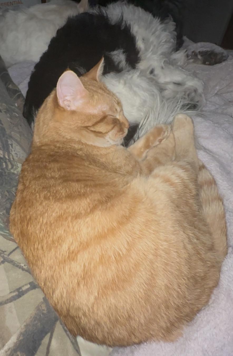 Enlarge Locke (FeLV+), a Adoptable Domestic Short Hair in New Brighton, MN image 6/6