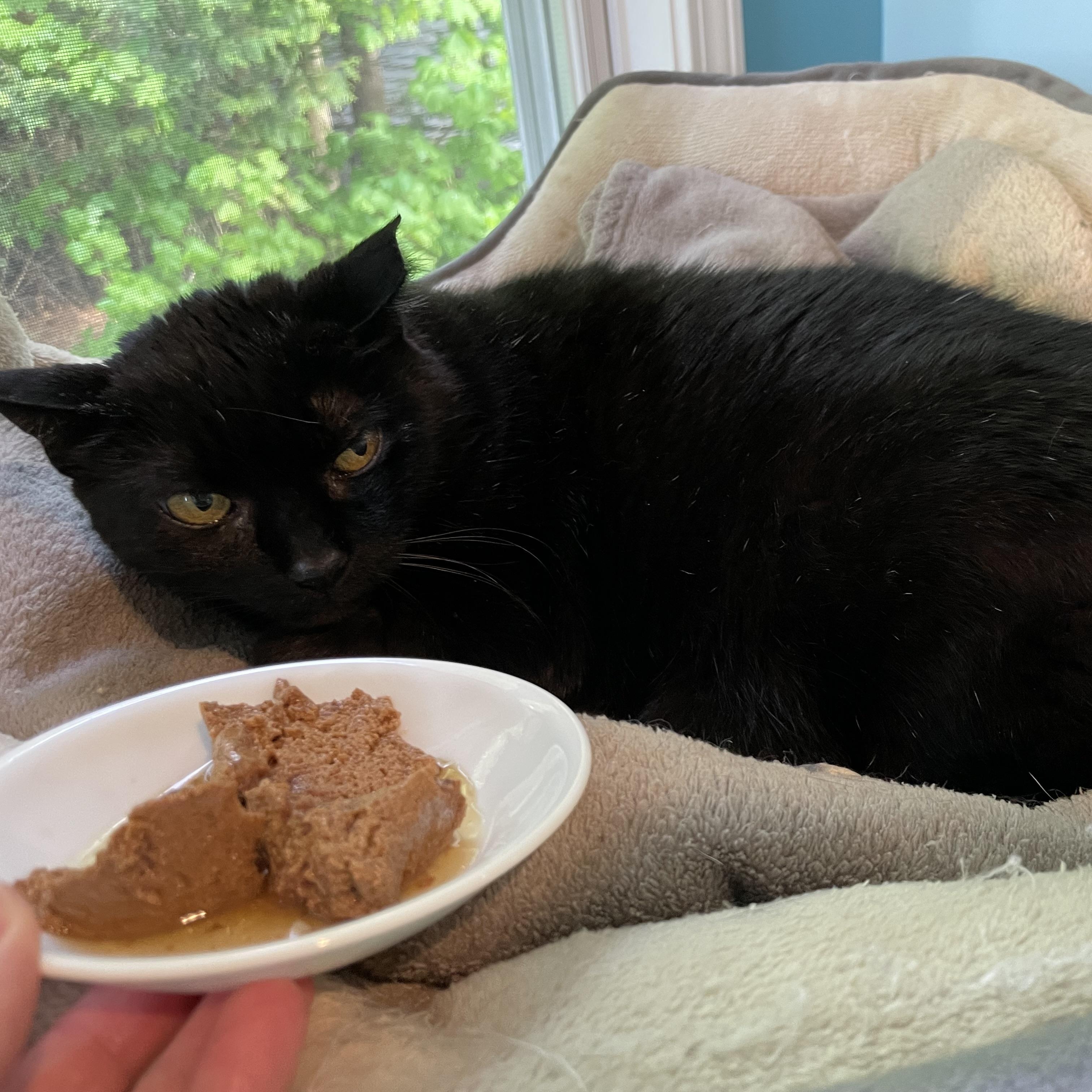 Enlarge Denise, a Adoptable Domestic Short Hair in Wells, ME image 4/6