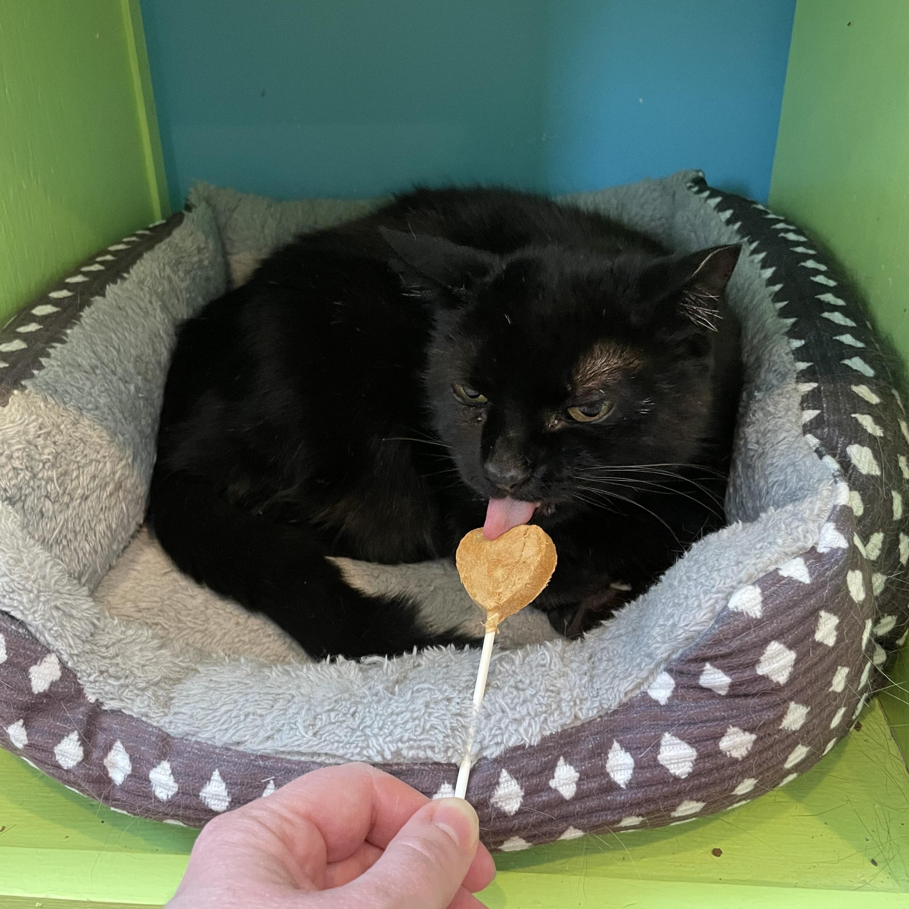 Denise, Adoptable, Adult Female Domestic Short Hair.