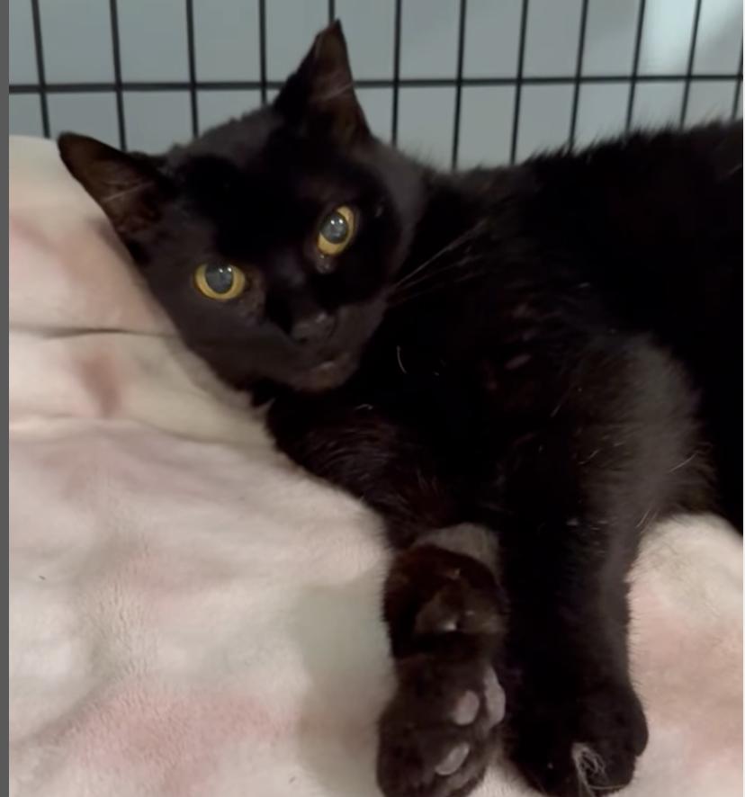 Denise, Adoptable, Adult Female Domestic Short Hair.