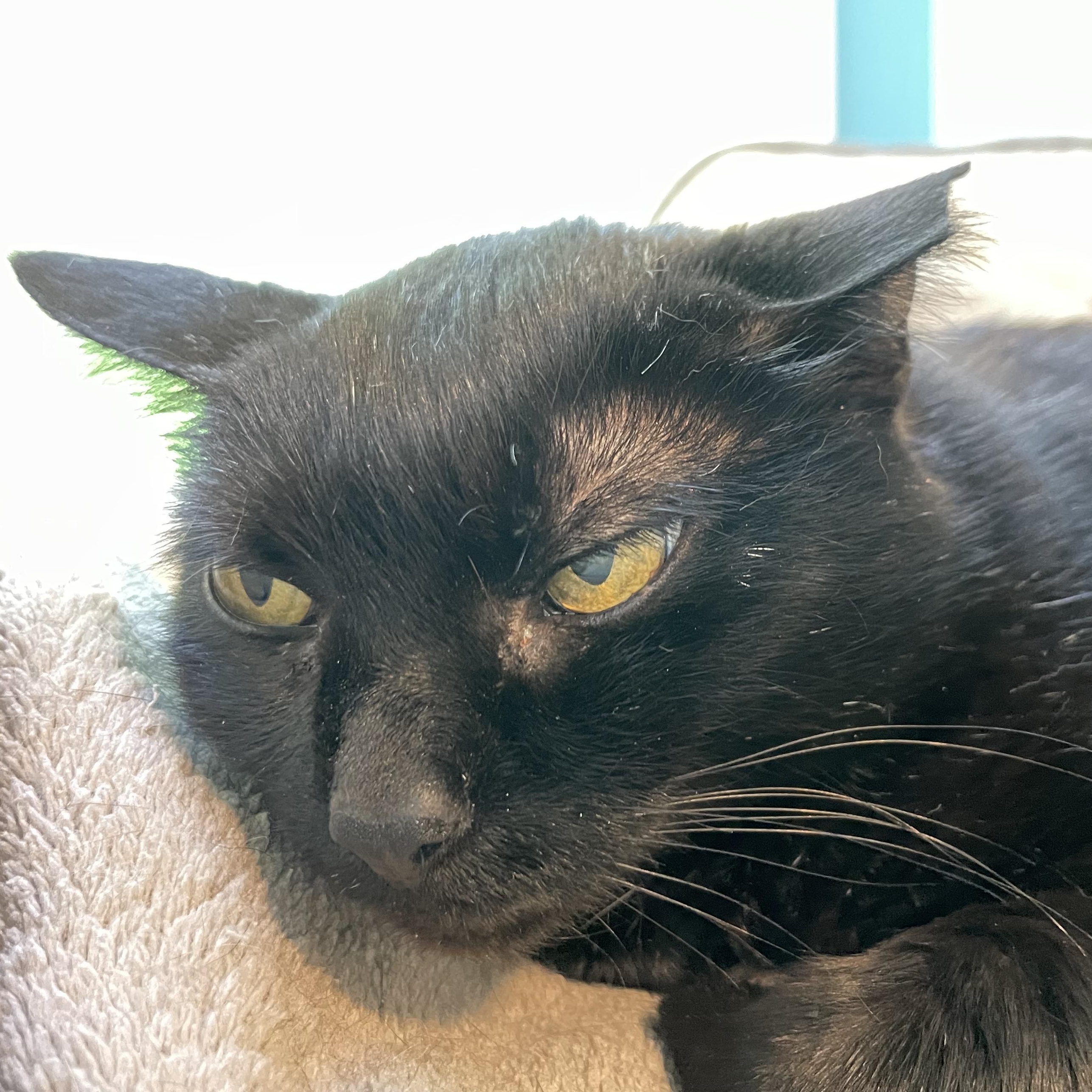 Enlarge Denise, a Adoptable Domestic Short Hair in Wells, ME image 3/6