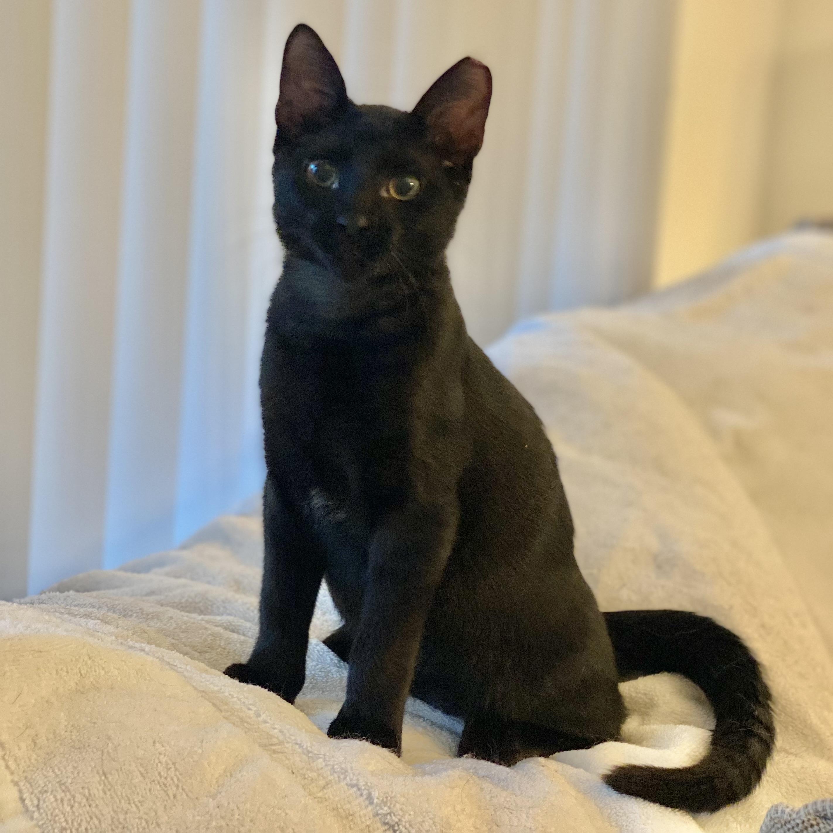 Diesel — thumbnail 3