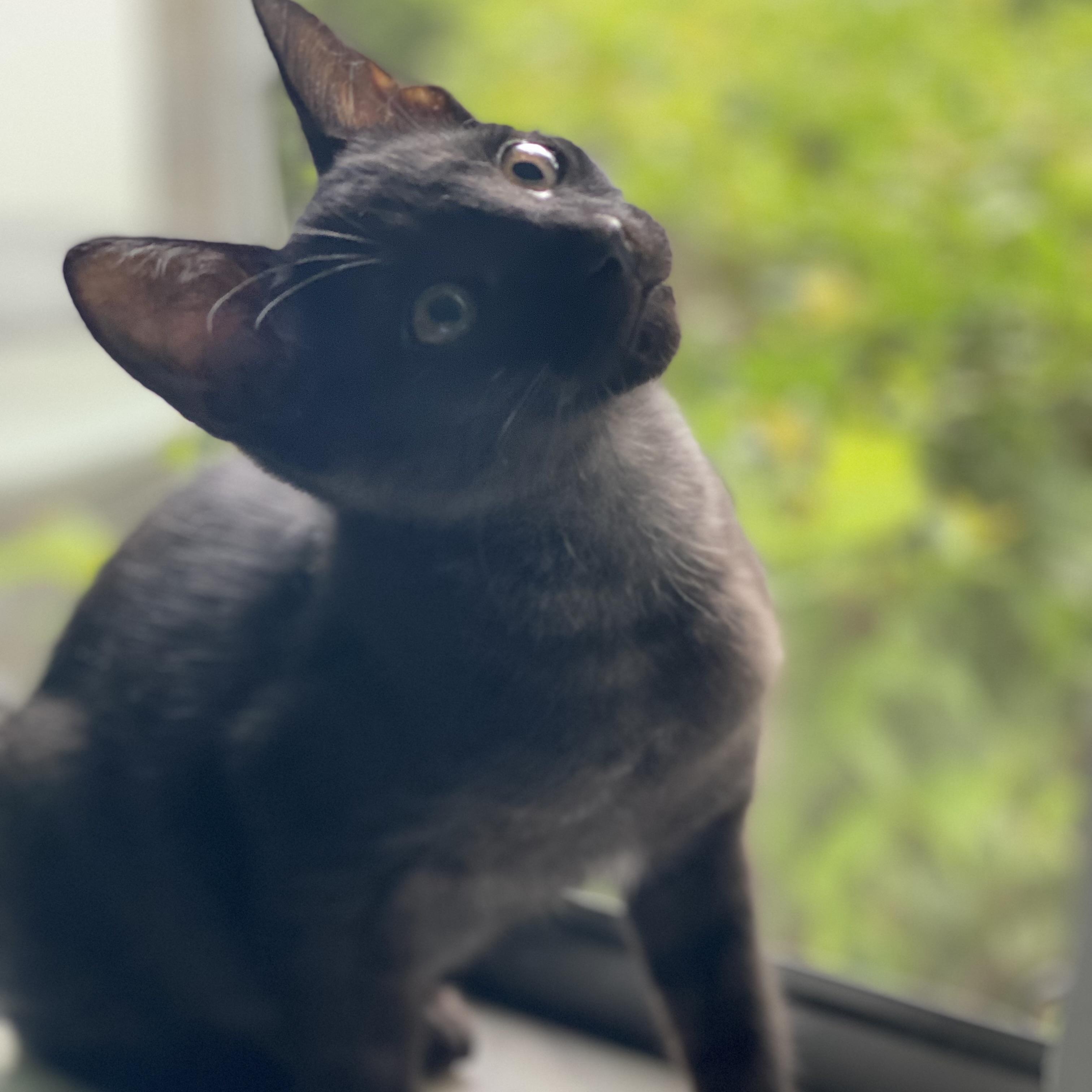 Diesel — thumbnail 6