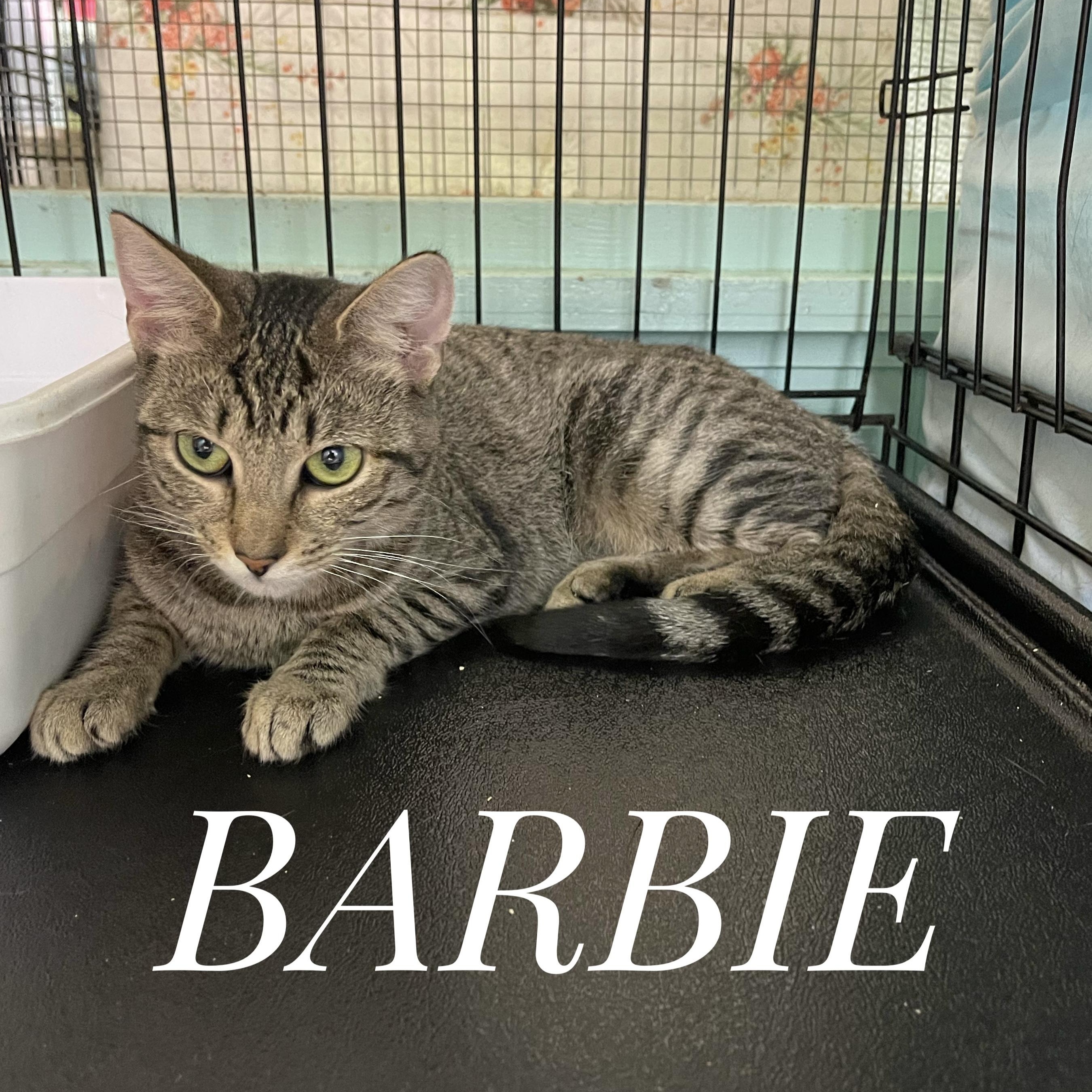 Barbie, an adoptable Domestic Short Hair in Cortland, NY, 13045 | Photo Image 5