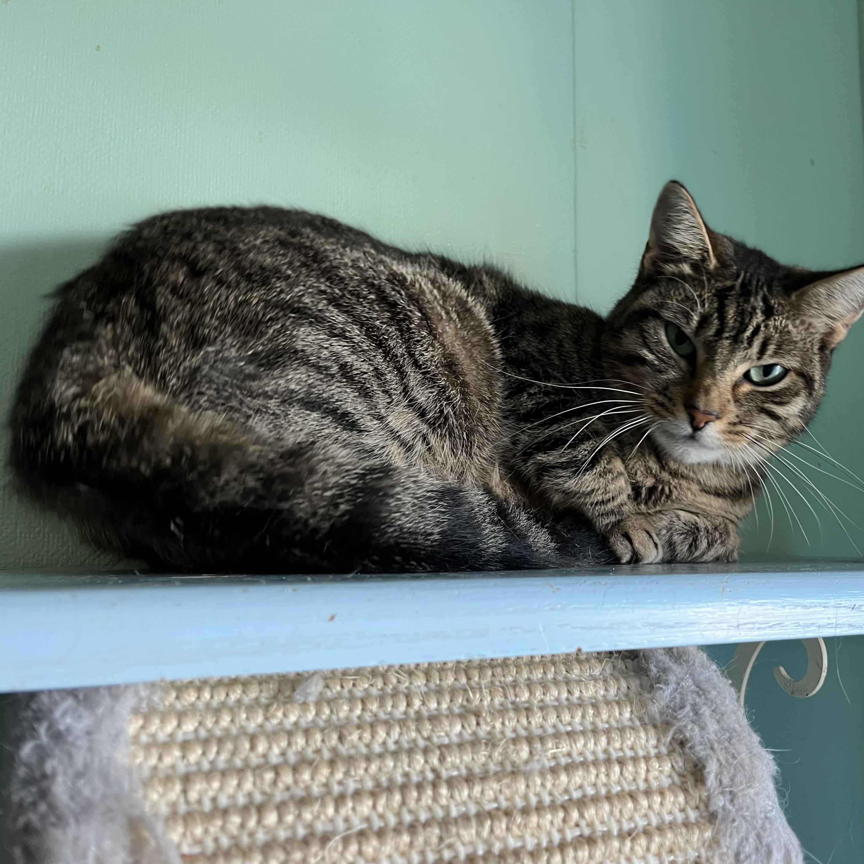 Barbie, an adoptable Domestic Short Hair in Cortland, NY, 13045 | Photo Image 4