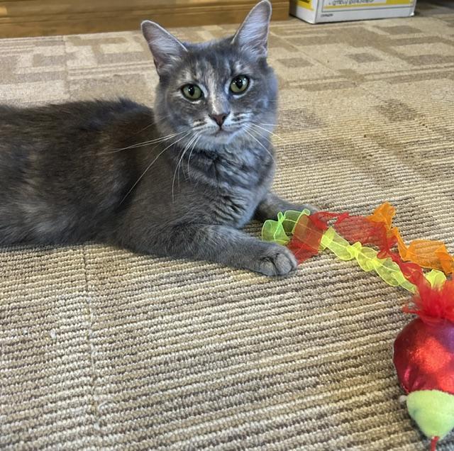 Enlarge Gigi, a ADOPTABLE Domestic Medium Hair in Las Vegas, NV image 2/2