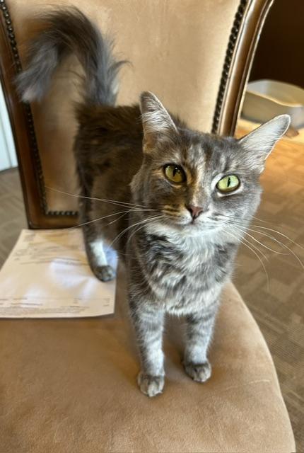 Gigi, ADOPTABLE, Young Female Domestic Medium Hair.
