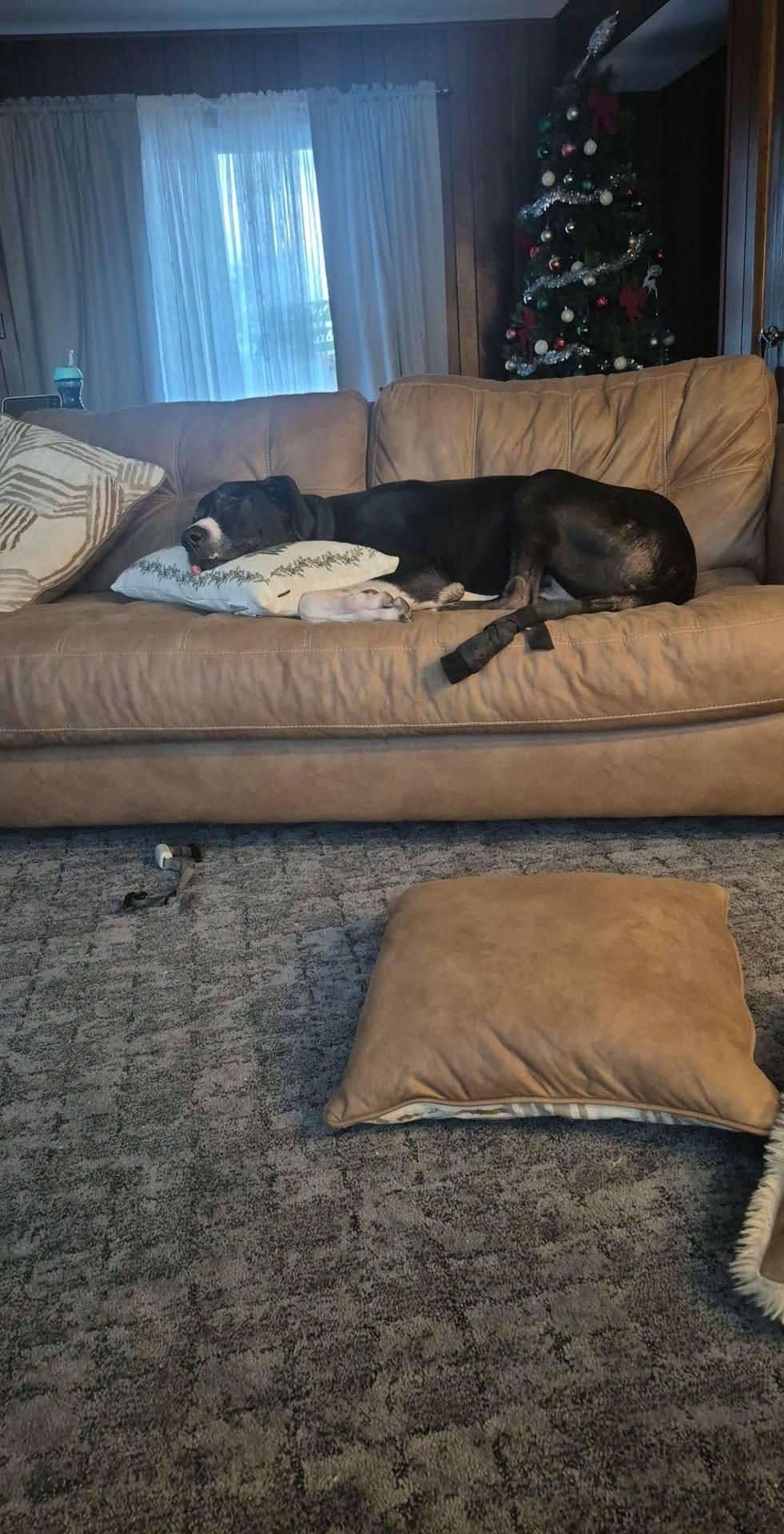 Enlarge Thor, a ADOPTABLE Great Dane in Muskego, WI image 4/5