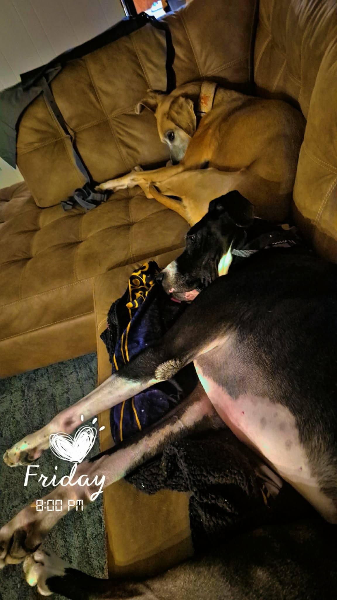 Enlarge Thor, a ADOPTABLE Great Dane in Muskego, WI image 2/5