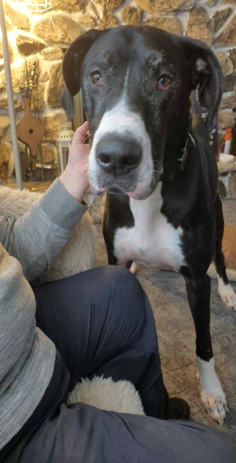 Enlarge Thor, a ADOPTABLE Great Dane in Muskego, WI image 5/5