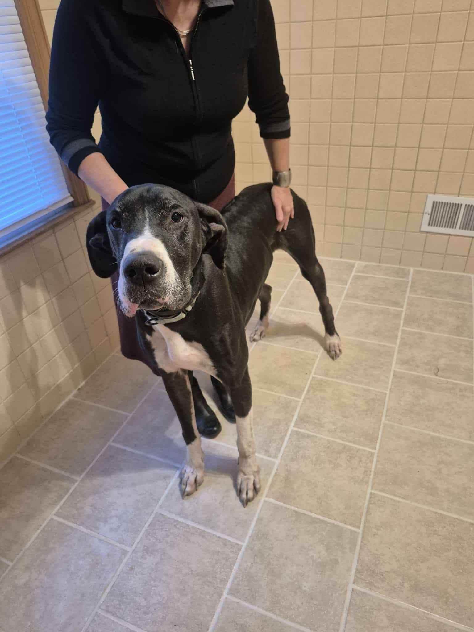 Enlarge Thor, a ADOPTABLE Great Dane in Muskego, WI image 3/5