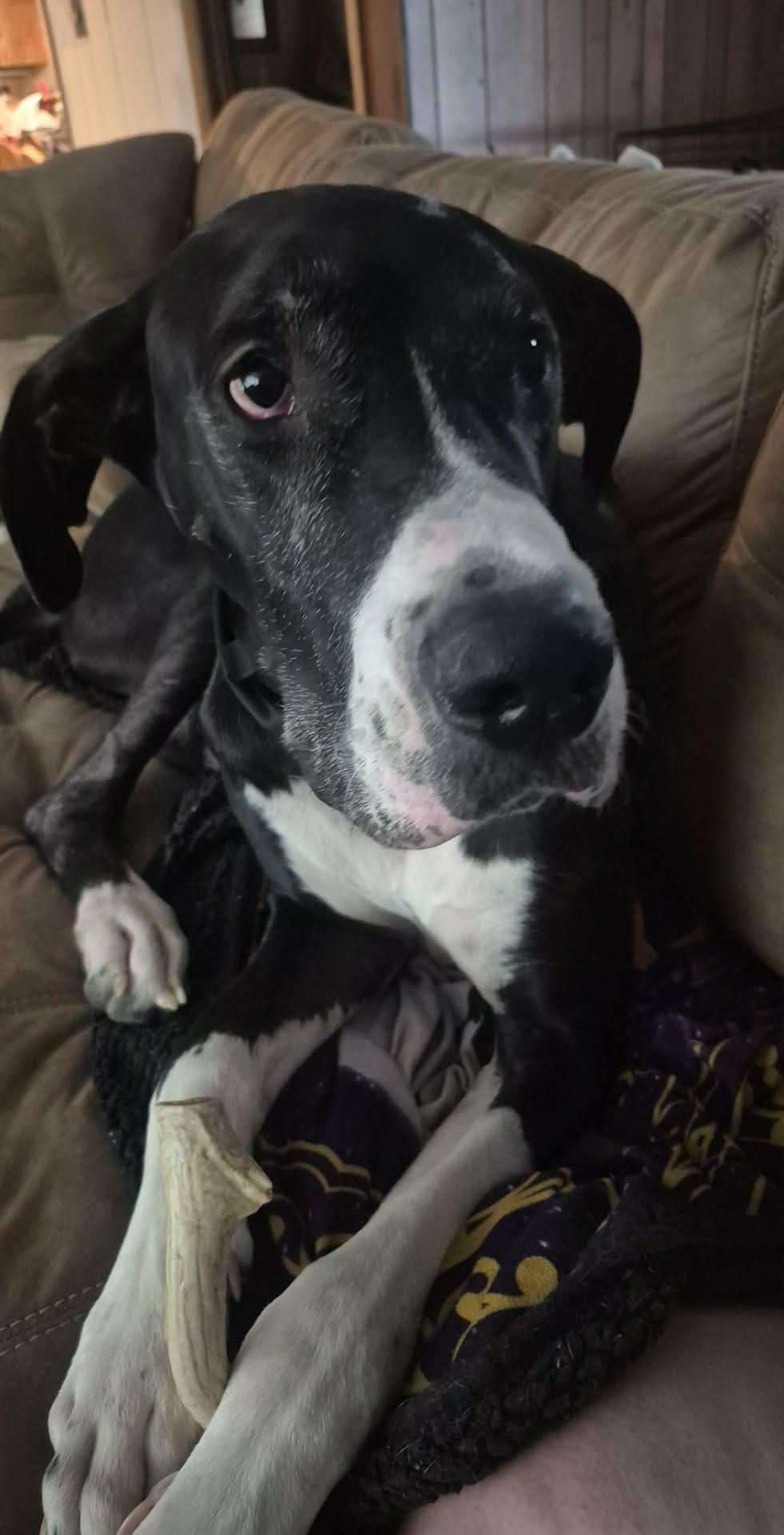 Enlarge Thor, a ADOPTABLE Great Dane in Muskego, WI image 1/5