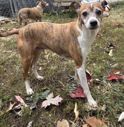 Simba, Adoptable, Adult Male Chihuahua.