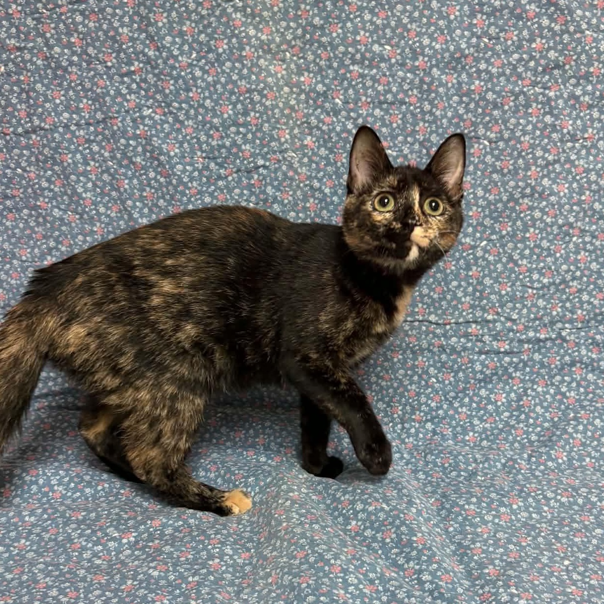 Enlarge Thing 2, a Adopted Domestic Short Hair in Waterloo, IA image 5/5
