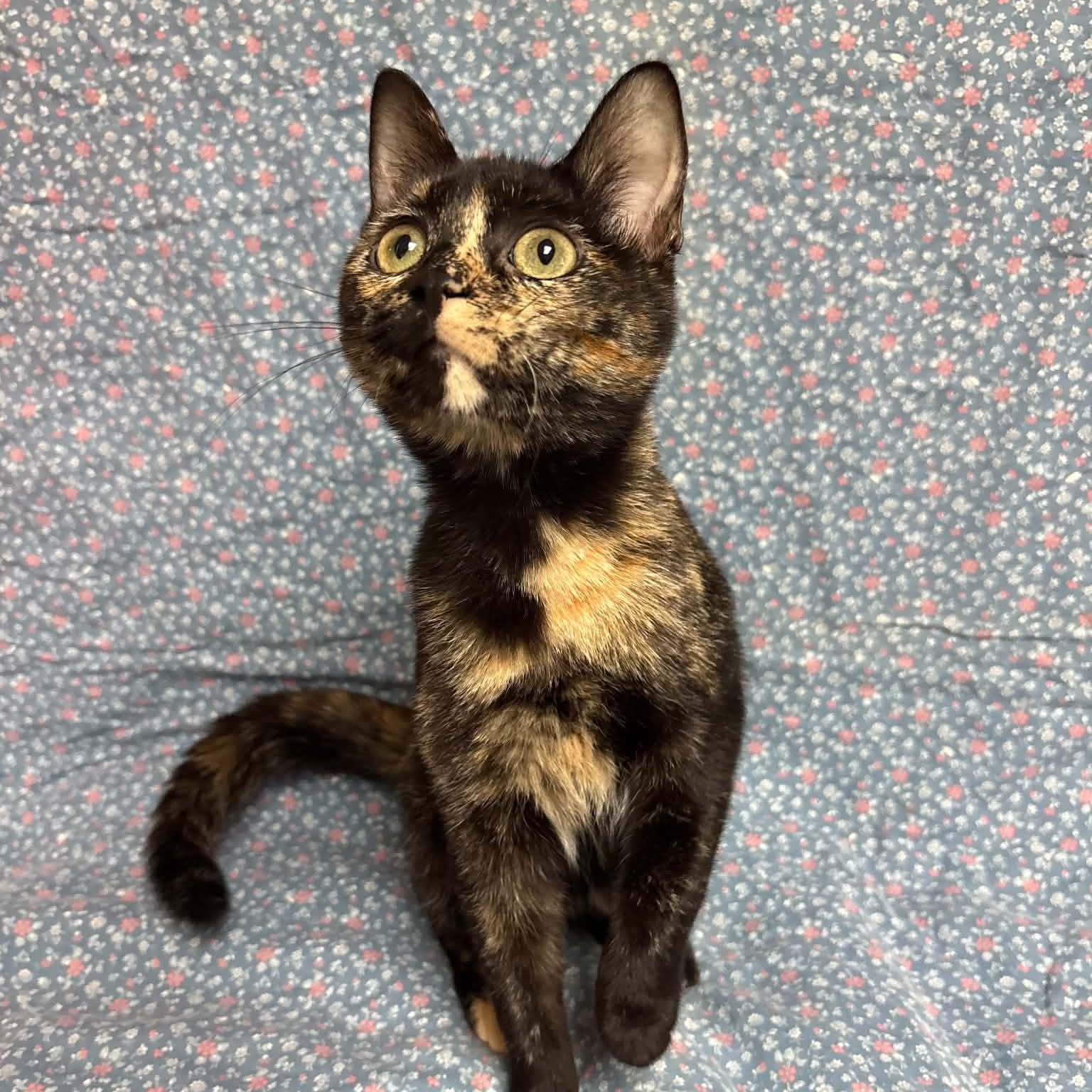 Enlarge Thing 2, a Adopted Domestic Short Hair in Waterloo, IA image 3/5
