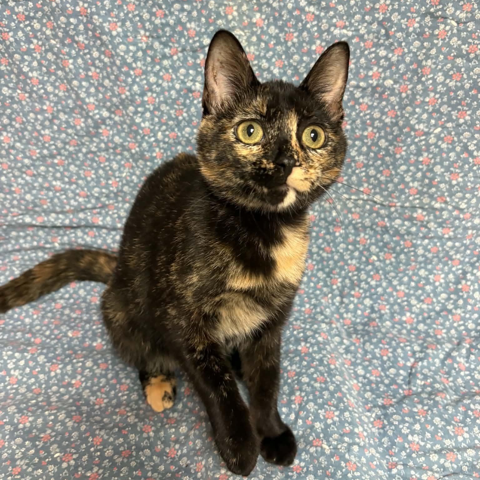 Enlarge Thing 2, a Adopted Domestic Short Hair in Waterloo, IA image 1/5