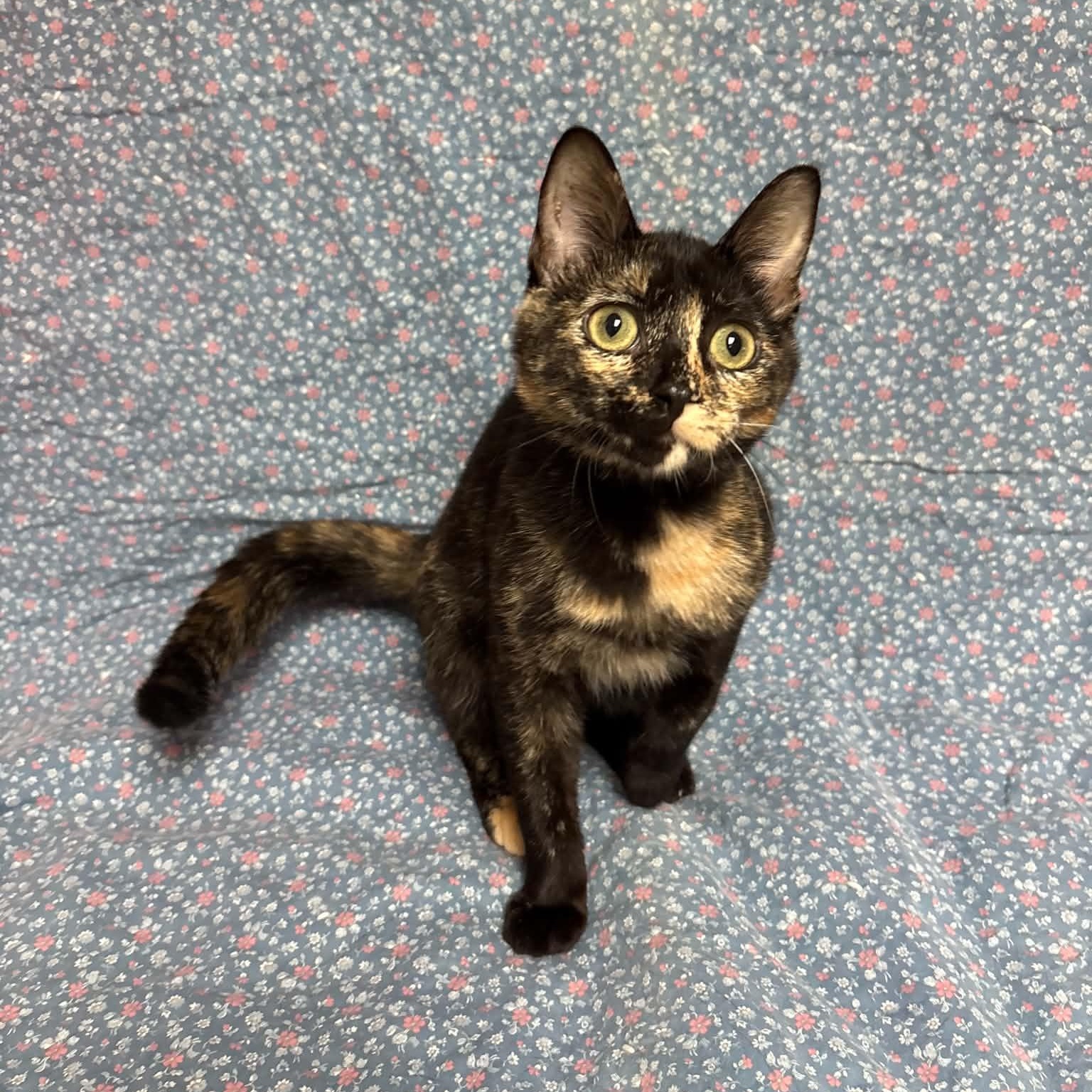 Enlarge Thing 2, a Adopted Domestic Short Hair in Waterloo, IA image 4/5