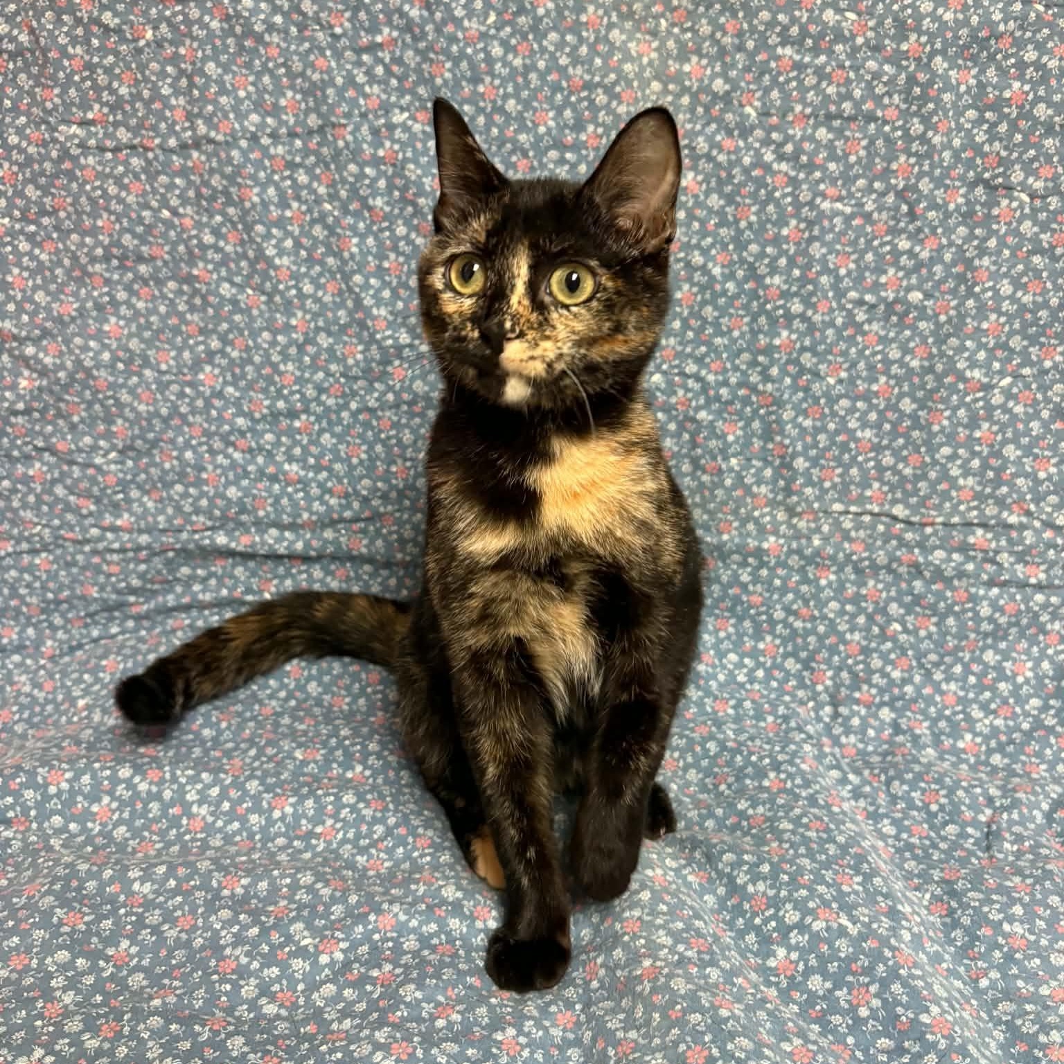 Enlarge Thing 2, a Adopted Domestic Short Hair in Waterloo, IA image 2/5