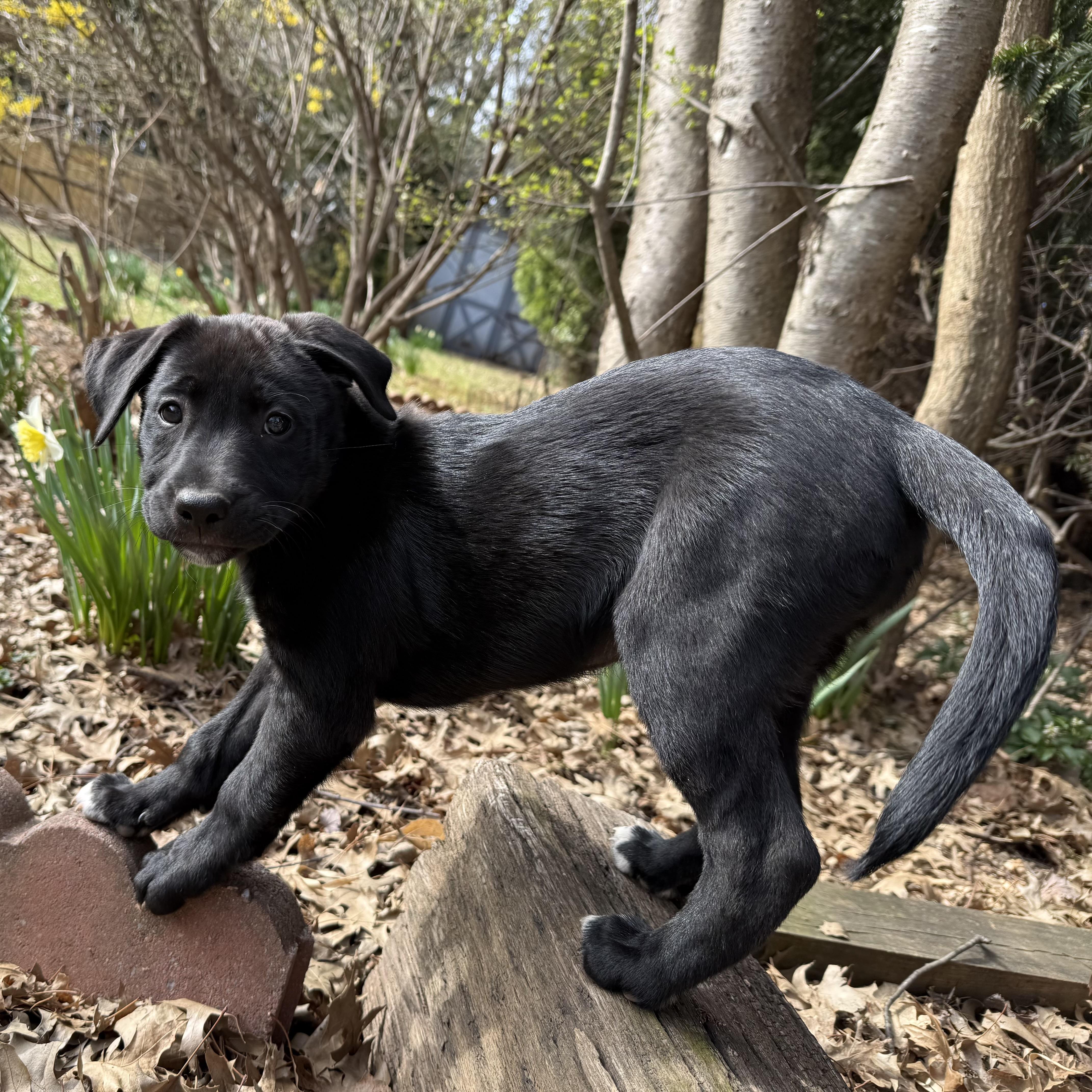 Enlarge Kali, an adopted mixed breed in Ellicott City, MD image 3/6
