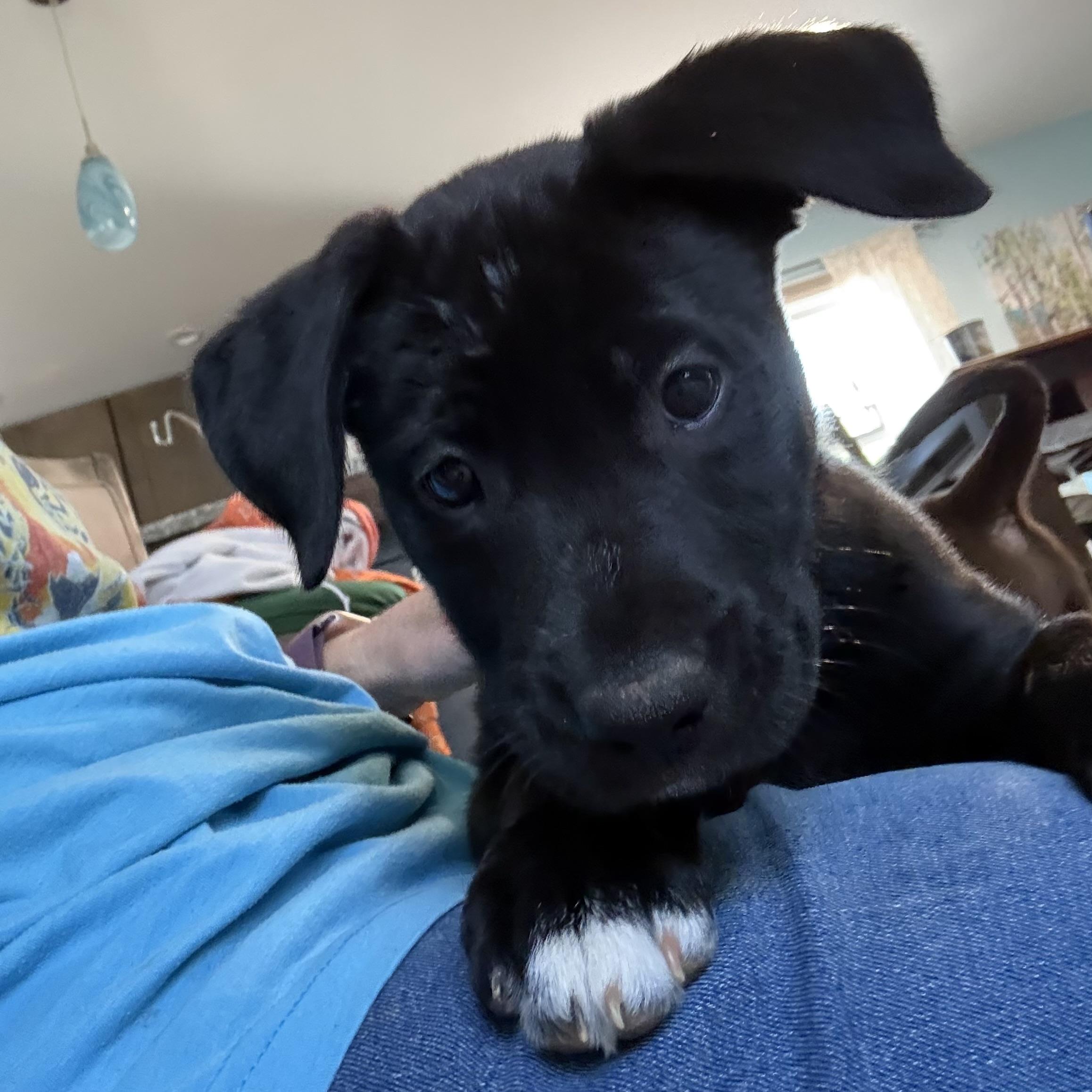 Enlarge Kali, an adopted mixed breed in Ellicott City, MD image 4/6