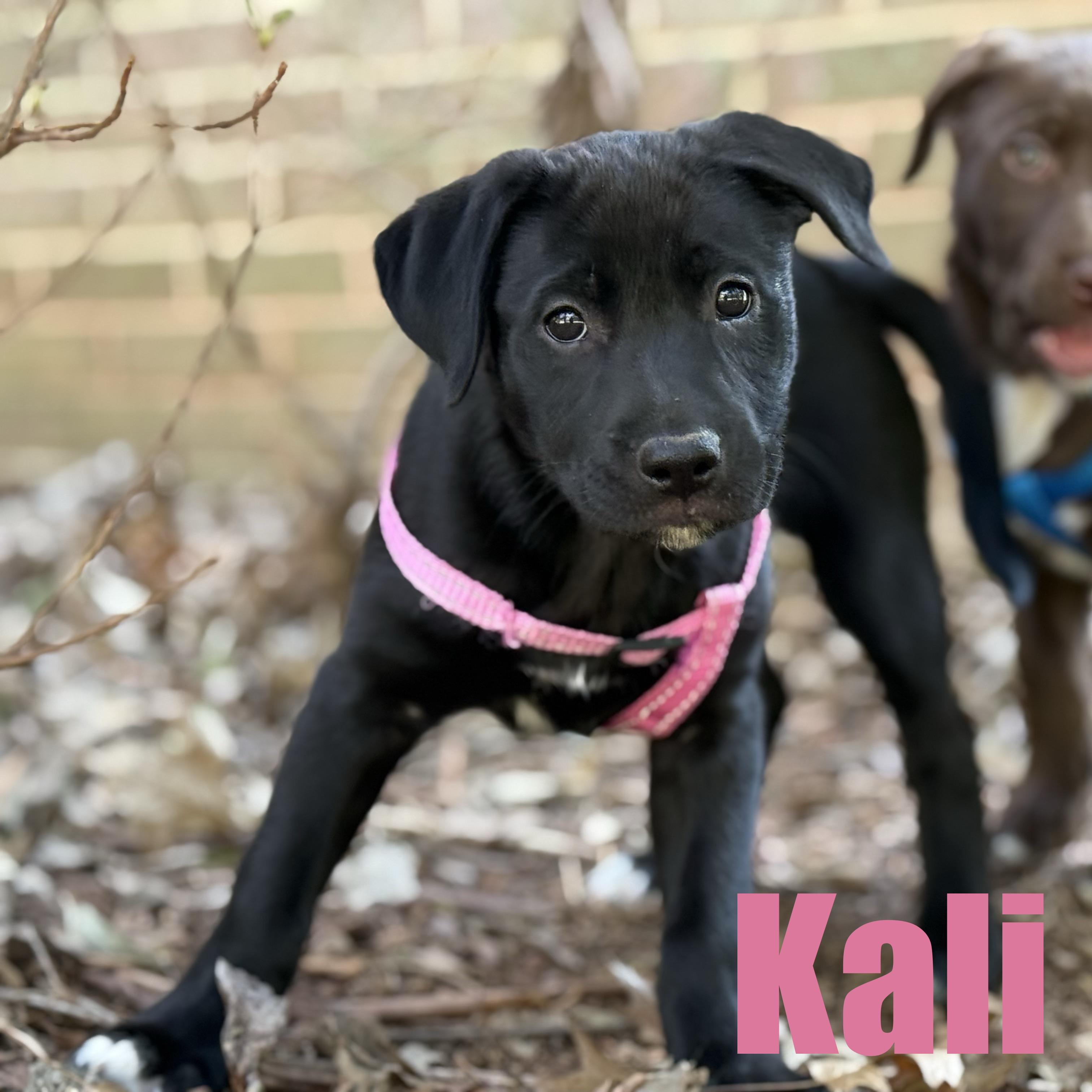 Kali, adopted, Puppy Female Retriever & Terrier.