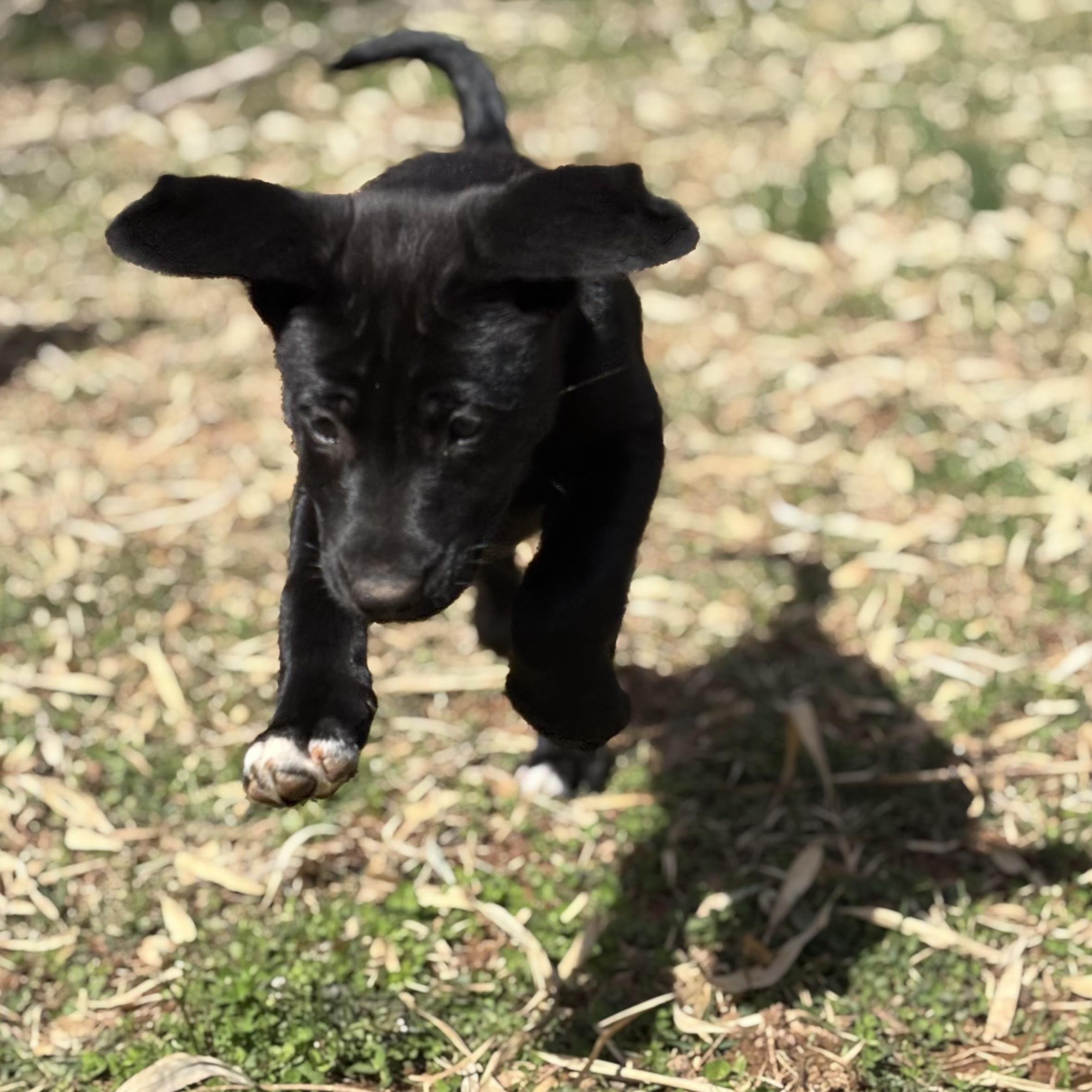 Enlarge Kali, an adopted mixed breed in Ellicott City, MD image 6/6