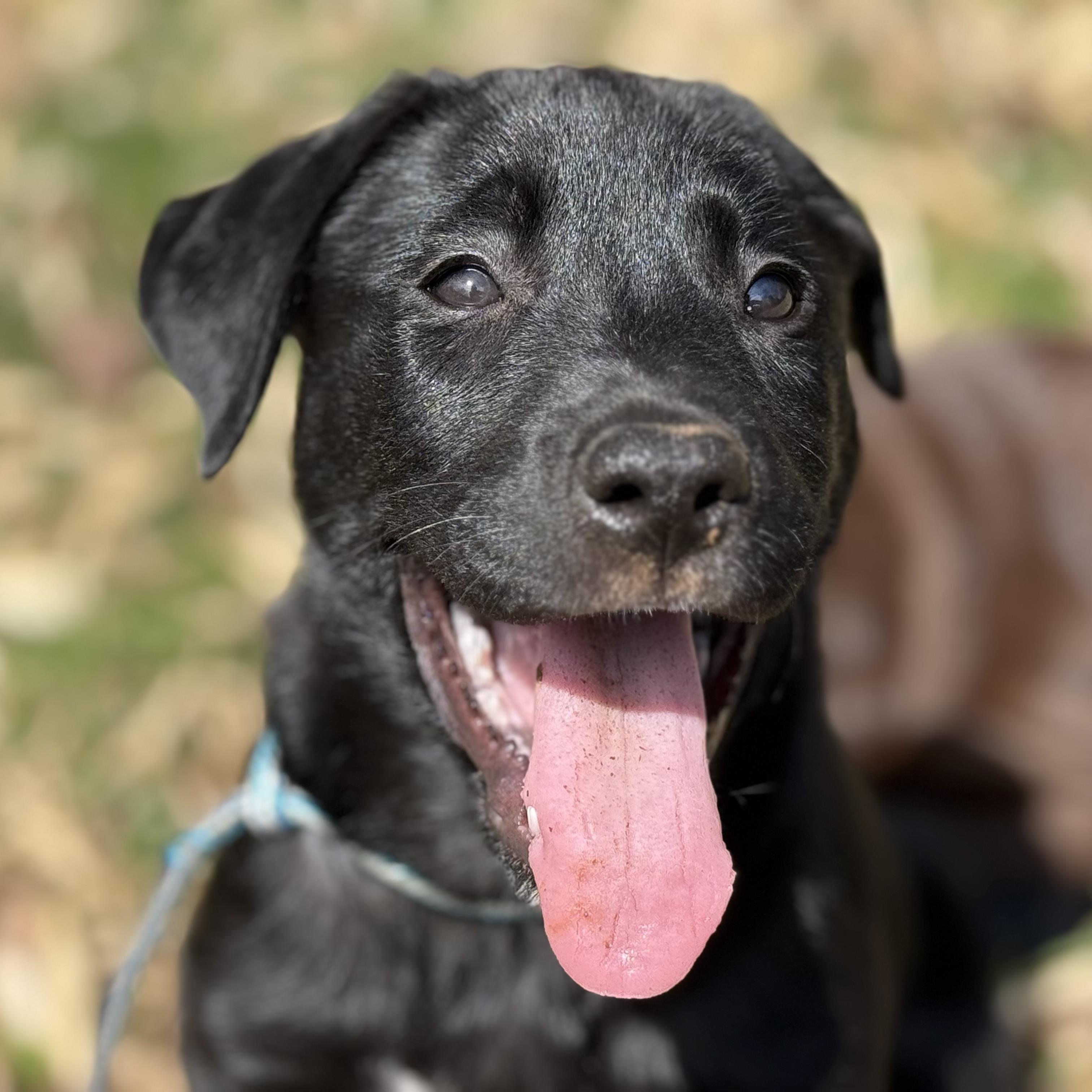 Enlarge Kali, an adopted mixed breed in Ellicott City, MD image 2/6