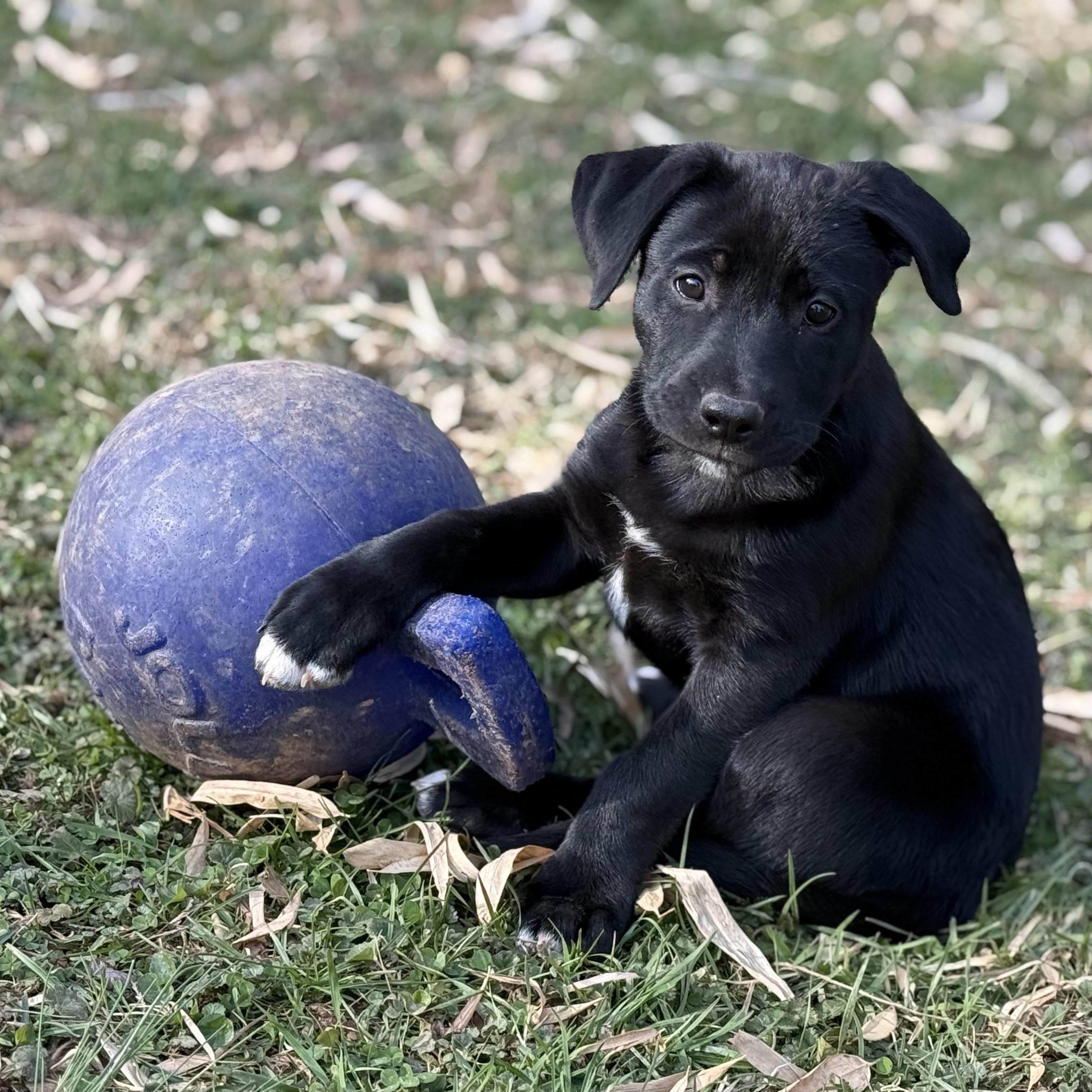 Enlarge Kali, an adopted mixed breed in Ellicott City, MD image 5/6
