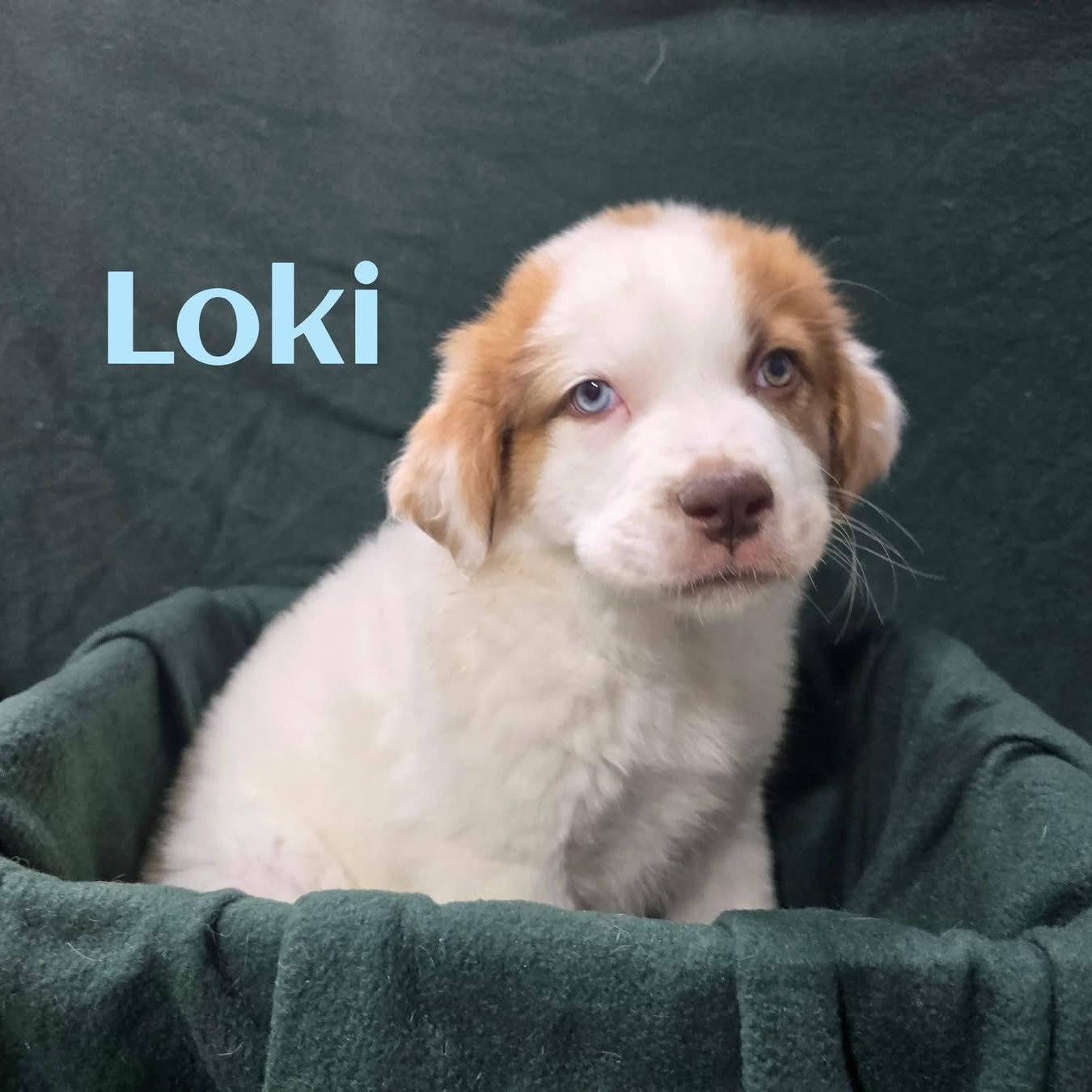 Enlarge Loki, an adopted mixed breed in Joliet, IL image 1/1