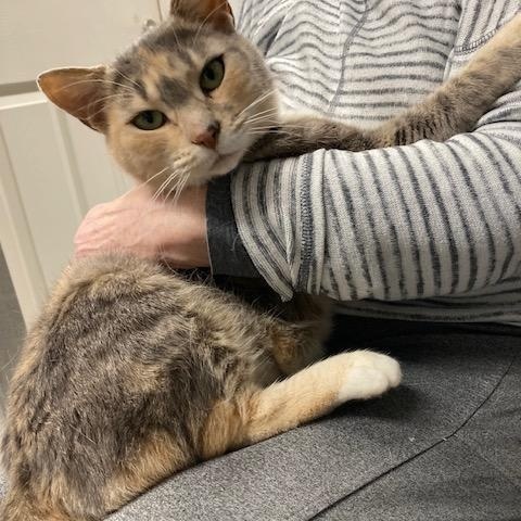 Enlarge Citrus, a ADOPTABLE Domestic Short Hair in Renton , WA image 3/5