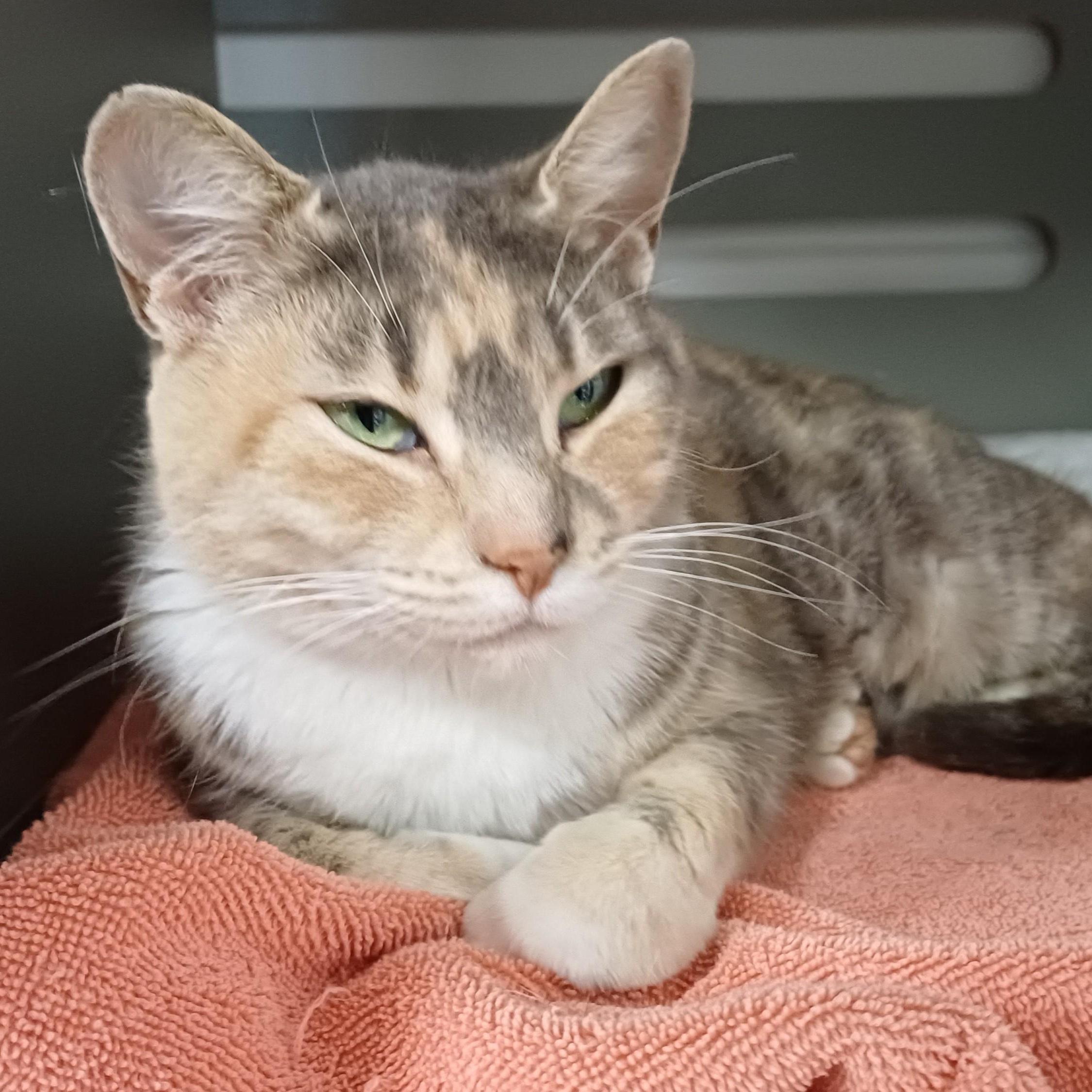 Citrus, ADOPTABLE, Young Female Domestic Short Hair.