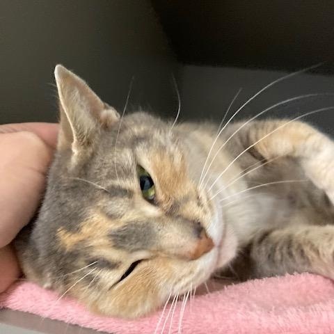 Enlarge Citrus, a ADOPTABLE Domestic Short Hair in Renton , WA image 5/5