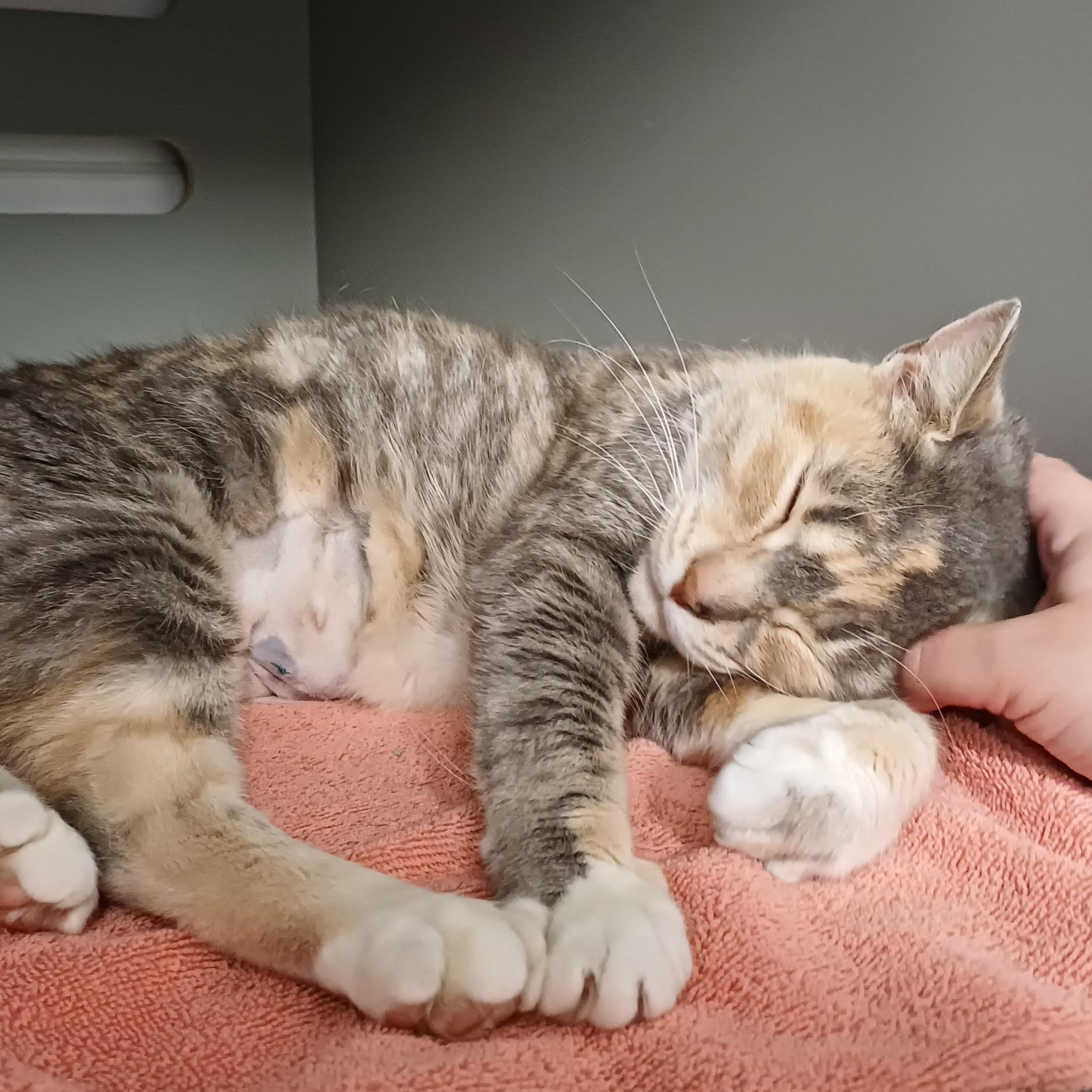 Enlarge Citrus, a ADOPTABLE Domestic Short Hair in Renton , WA image 2/5