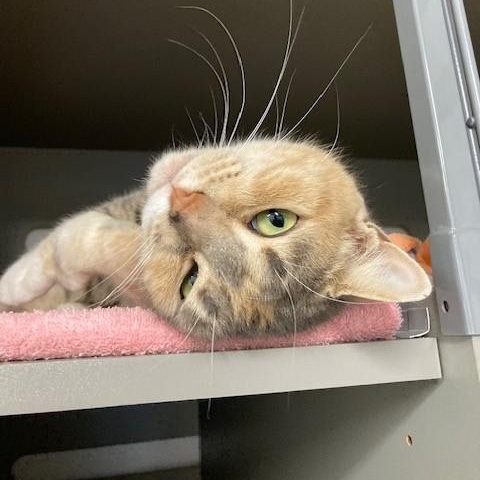 Citrus — thumbnail 5