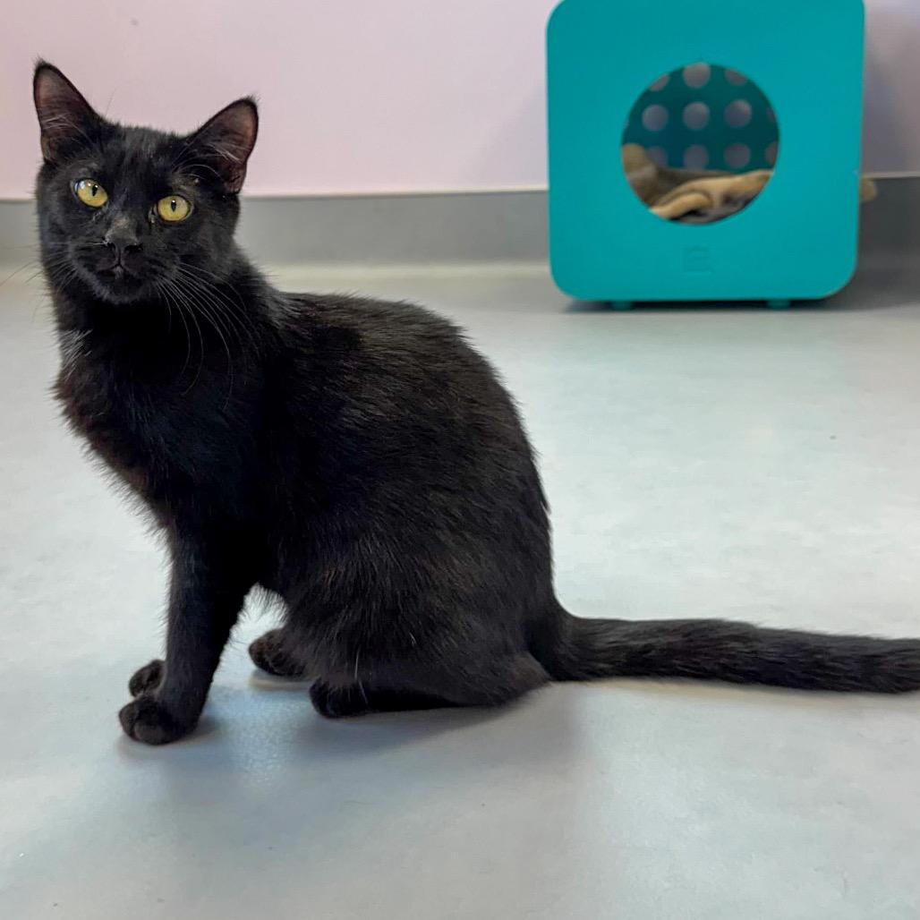 Enlarge Frishza, a Adoptable Domestic Short Hair in Boston, MA image 1/1