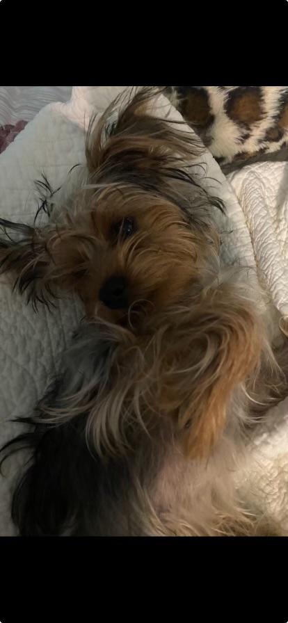 Enlarge Martin, an adopted Yorkshire Terrier in San Antonio, TX image 1/5