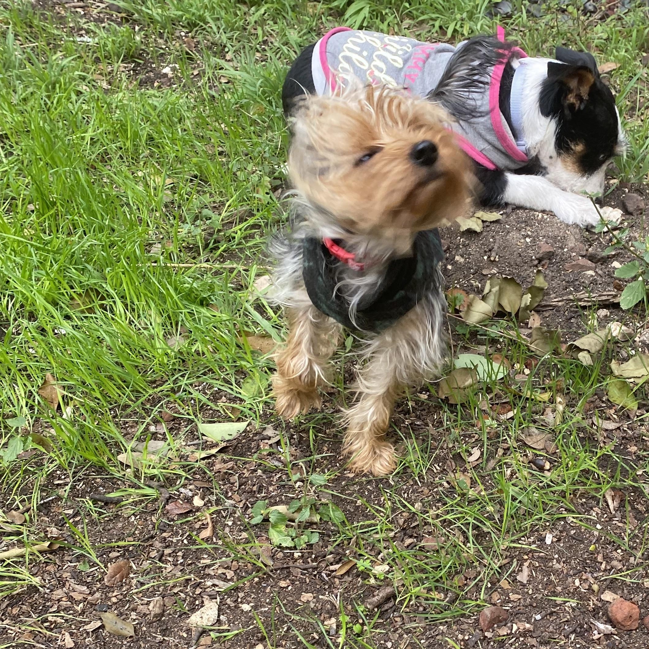Enlarge Martin, an adopted Yorkshire Terrier in San Antonio, TX image 2/5