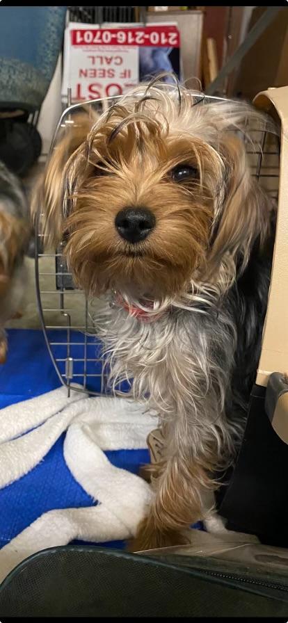 Enlarge Martin, an adopted Yorkshire Terrier in San Antonio, TX image 3/5