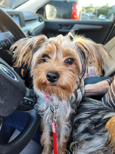 Enlarge Martin, an adopted Yorkshire Terrier in San Antonio, TX image 4/5