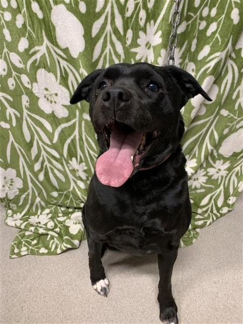 NOVA, Adoptable, Adult Female Labrador Retriever & Mixed Breed.