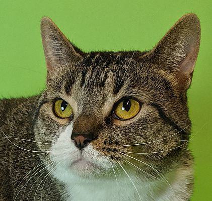 Sloane, a Adoptable Domestic Short Hair in Monroe, MI image 1/5