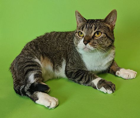 Sloane, a Adoptable Domestic Short Hair in Monroe, MI image 2/5
