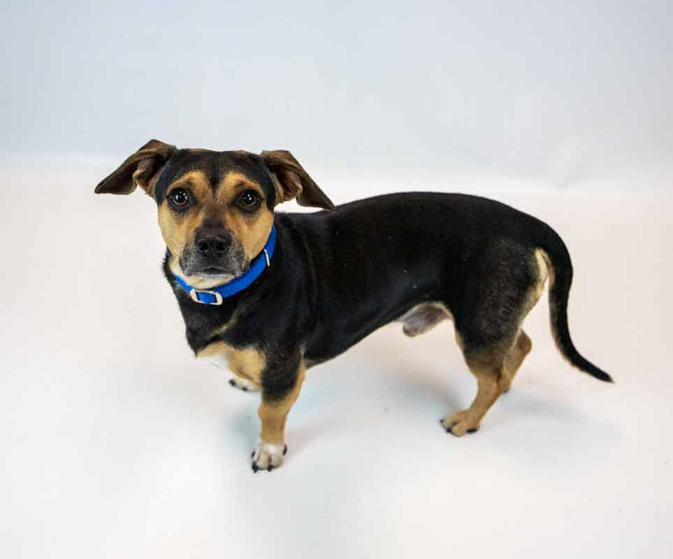Enlarge Houston, a Adopted mixed breed in Kennesaw, GA image 2/6