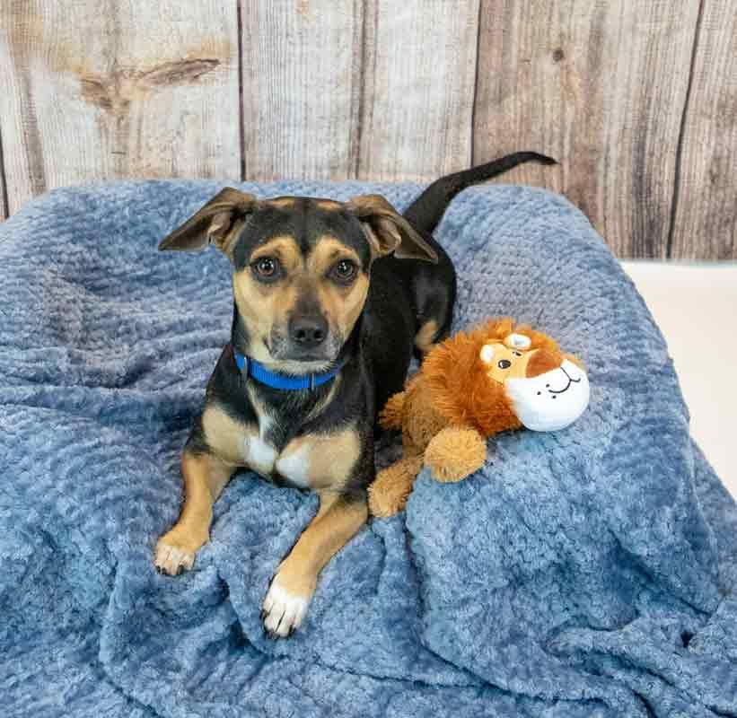 Enlarge Houston, a Adopted mixed breed in Kennesaw, GA image 5/6
