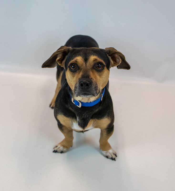 Enlarge Houston, a Adopted mixed breed in Kennesaw, GA image 6/6