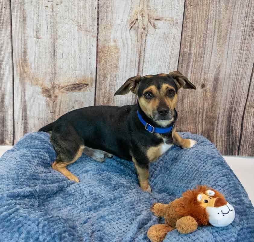 Enlarge Houston, a Adopted mixed breed in Kennesaw, GA image 4/6